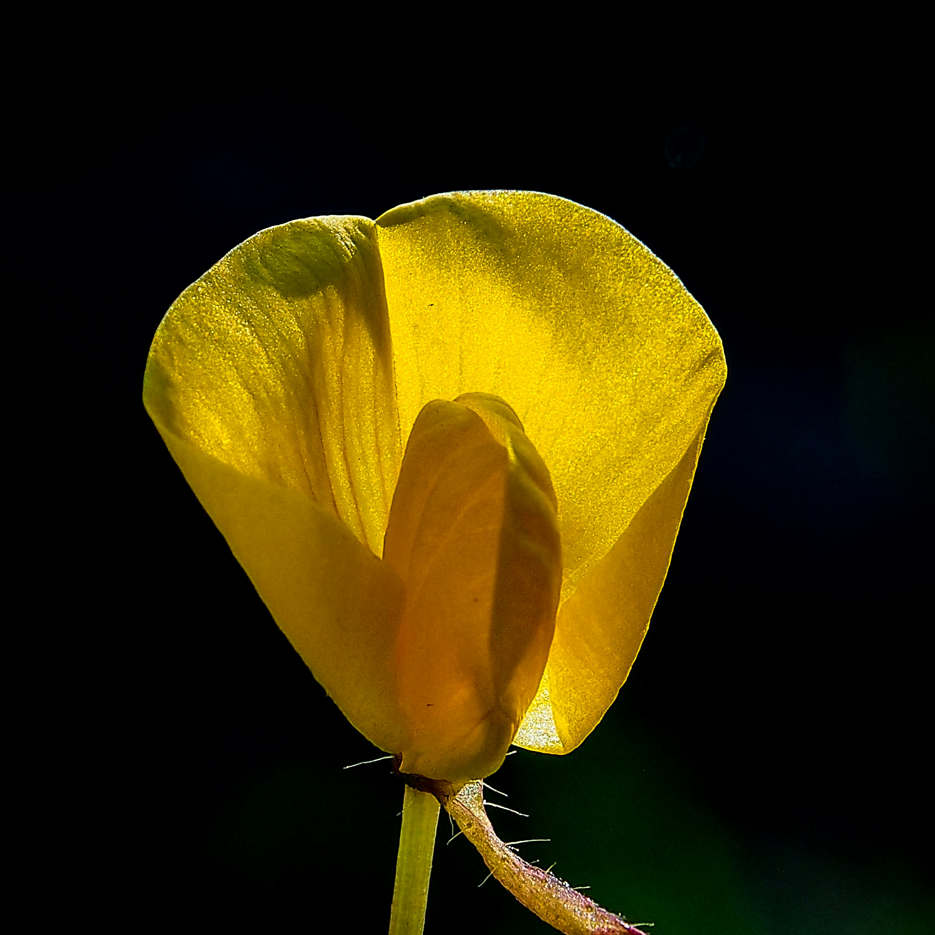 a yellow flower with a black background