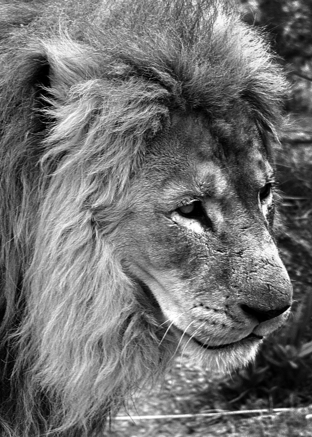 a black and white photo of a lion