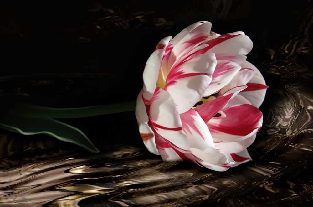 une fleur rouge et blanche posée sur une table