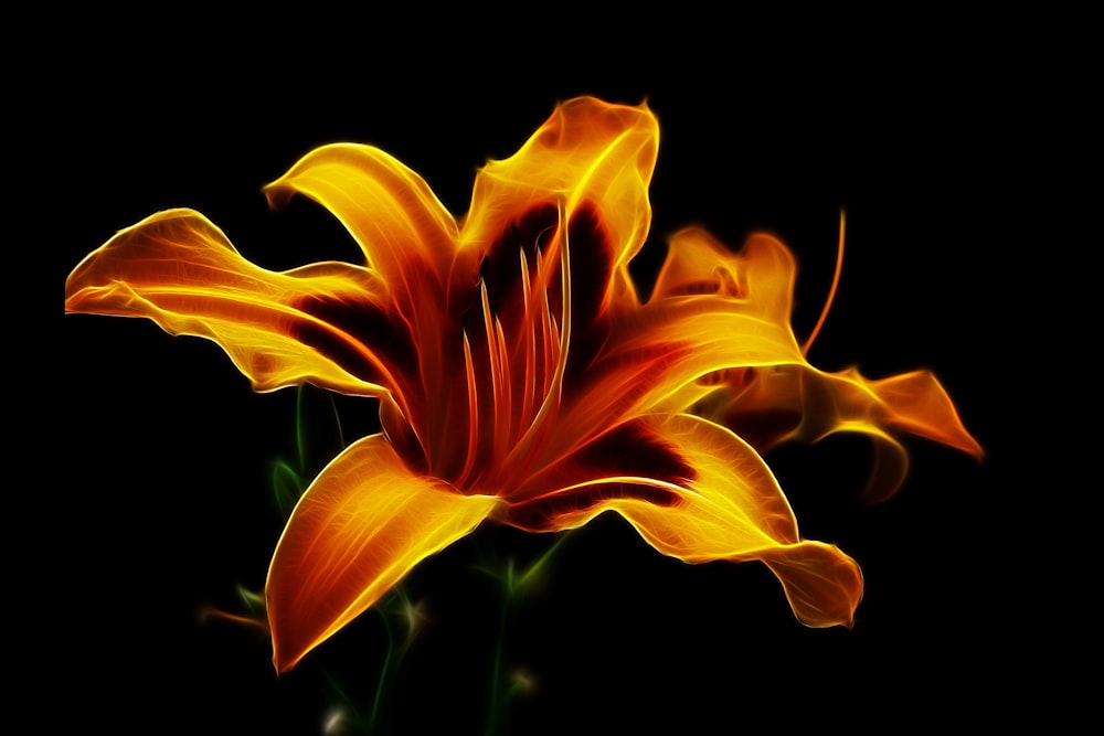 a close up of a flower on a black background