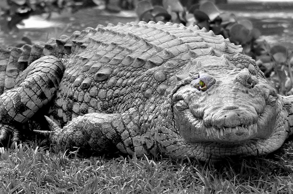 a black and white photo of an alligator