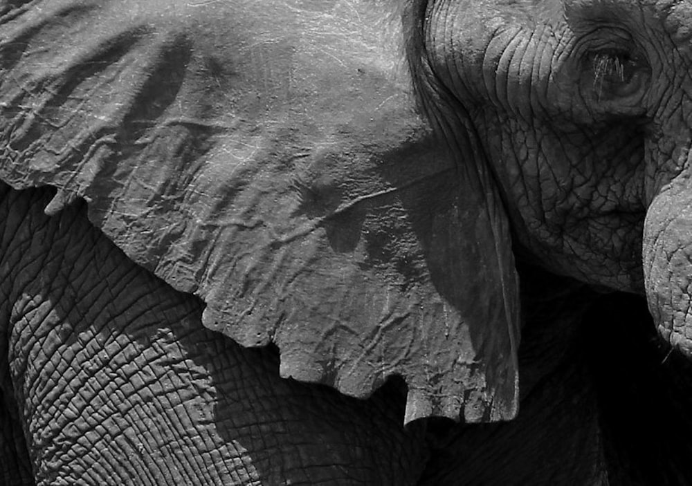 a close up view of an elephant's face