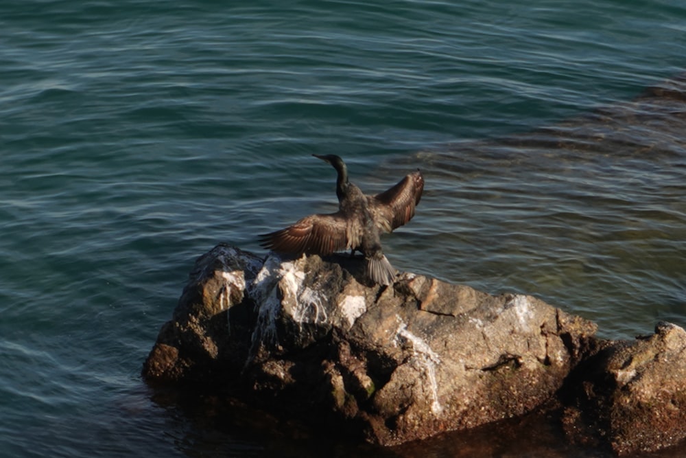 a bird standing on a rock in the water