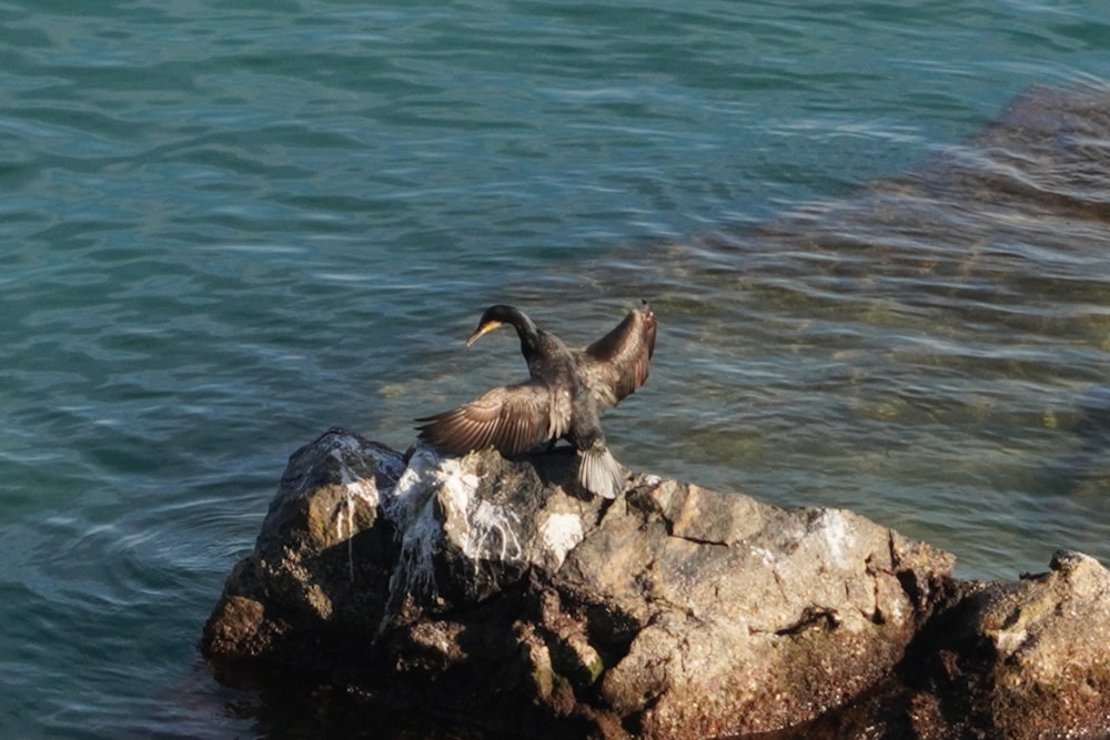 a bird sitting on a rock in the water