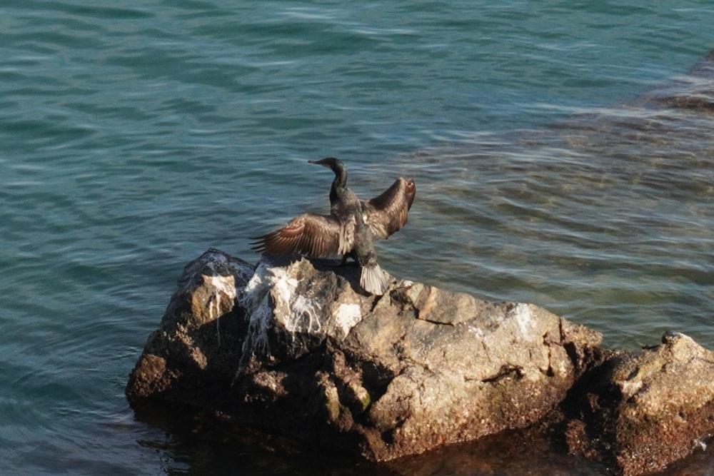 a bird sitting on top of a rock in the water