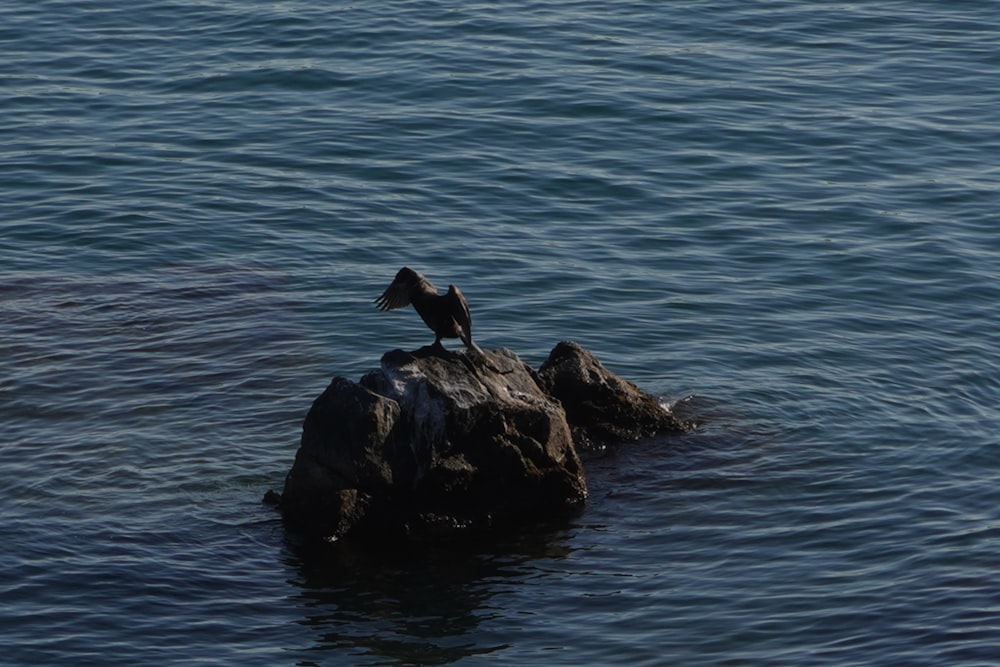 a bird sitting on top of a rock in the water