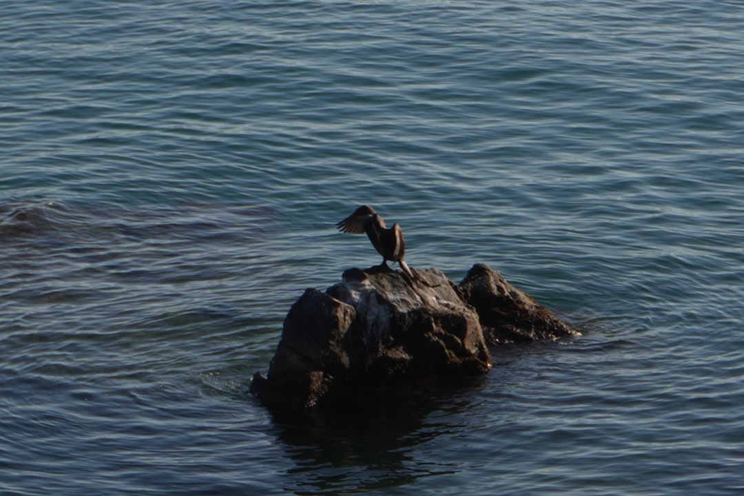 Cormorant on a rock in the Ligurian Sea