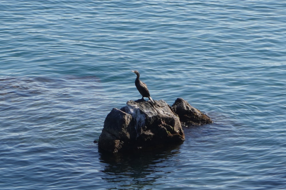 a bird is sitting on a rock in the water