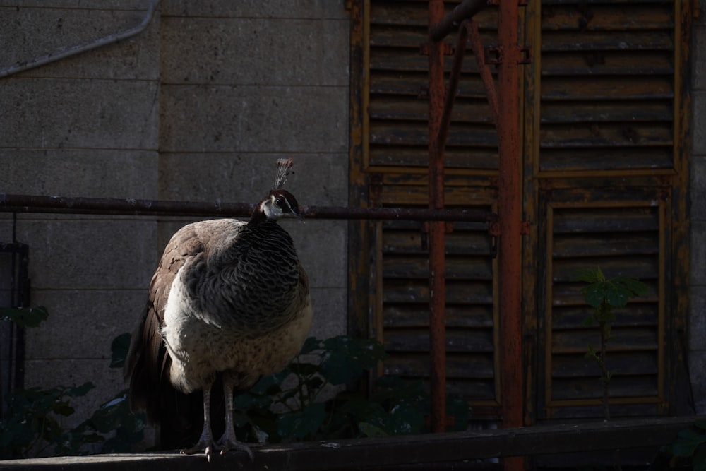 a large bird standing on top of a wooden fence