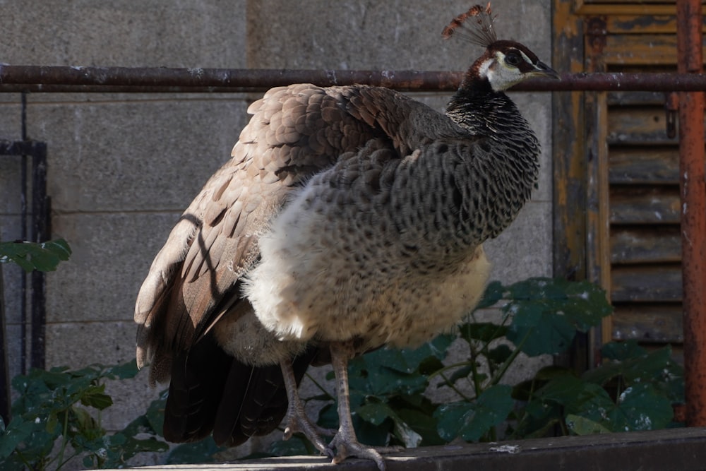 a large bird standing on top of a cement slab
