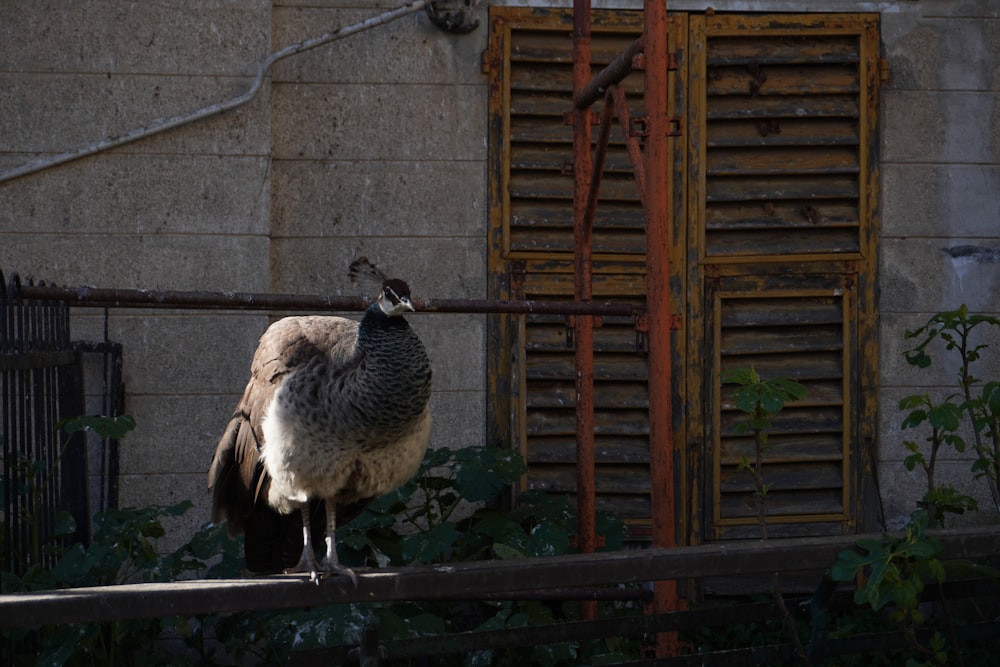 a large bird standing on top of a wooden fence