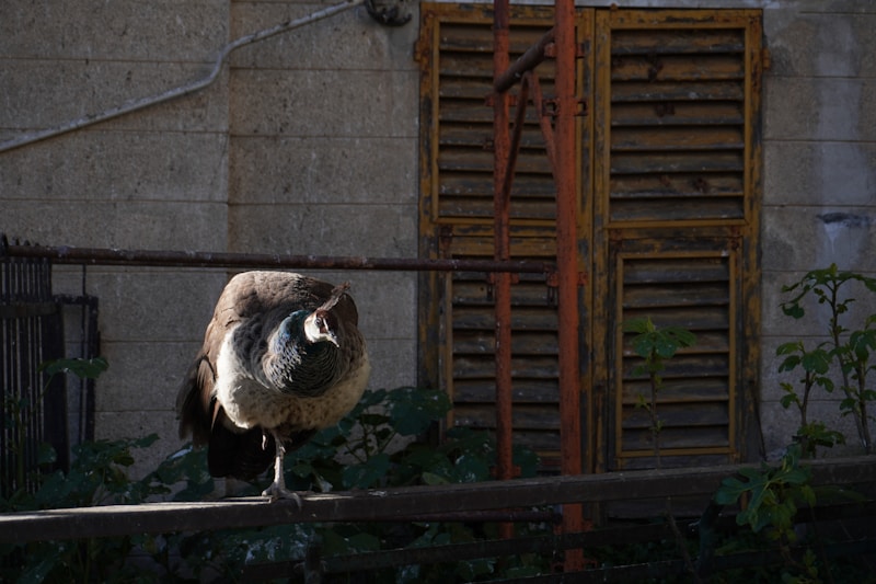 Graceful bird on elegant fence