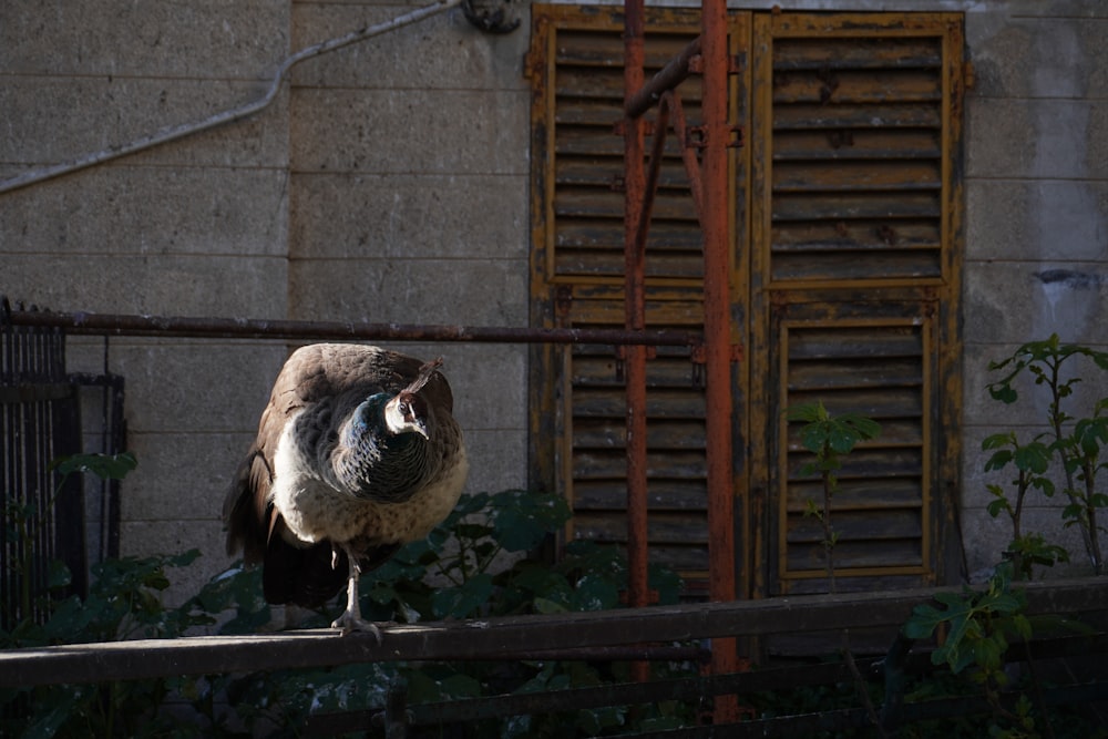 a large bird standing on top of a wooden fence