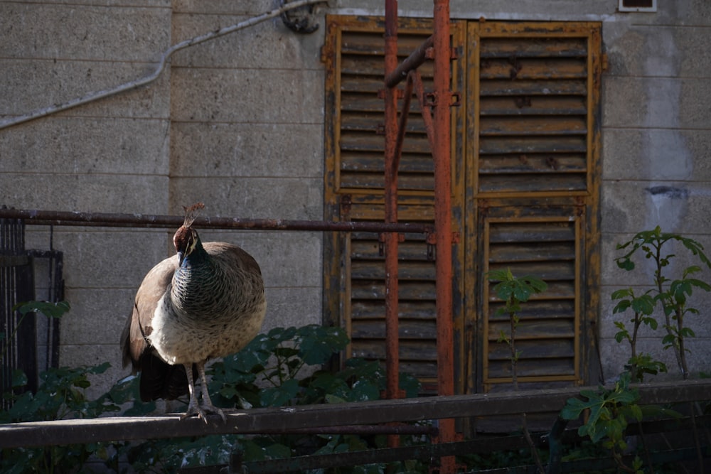 a large bird standing on top of a wooden fence