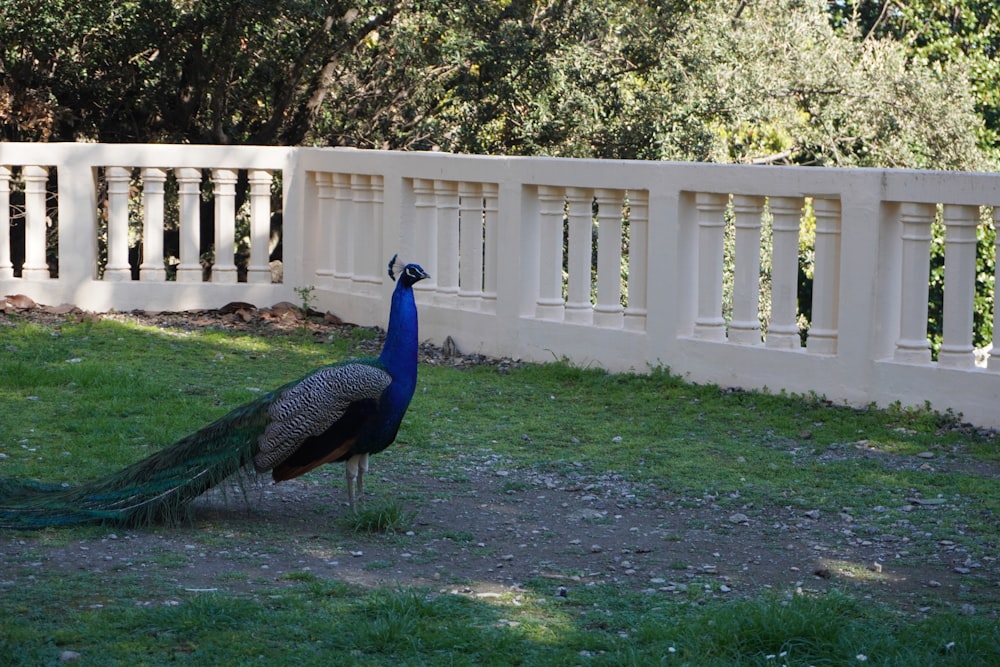 a peacock standing on top of a lush green field