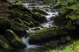 a stream running through a lush green forest