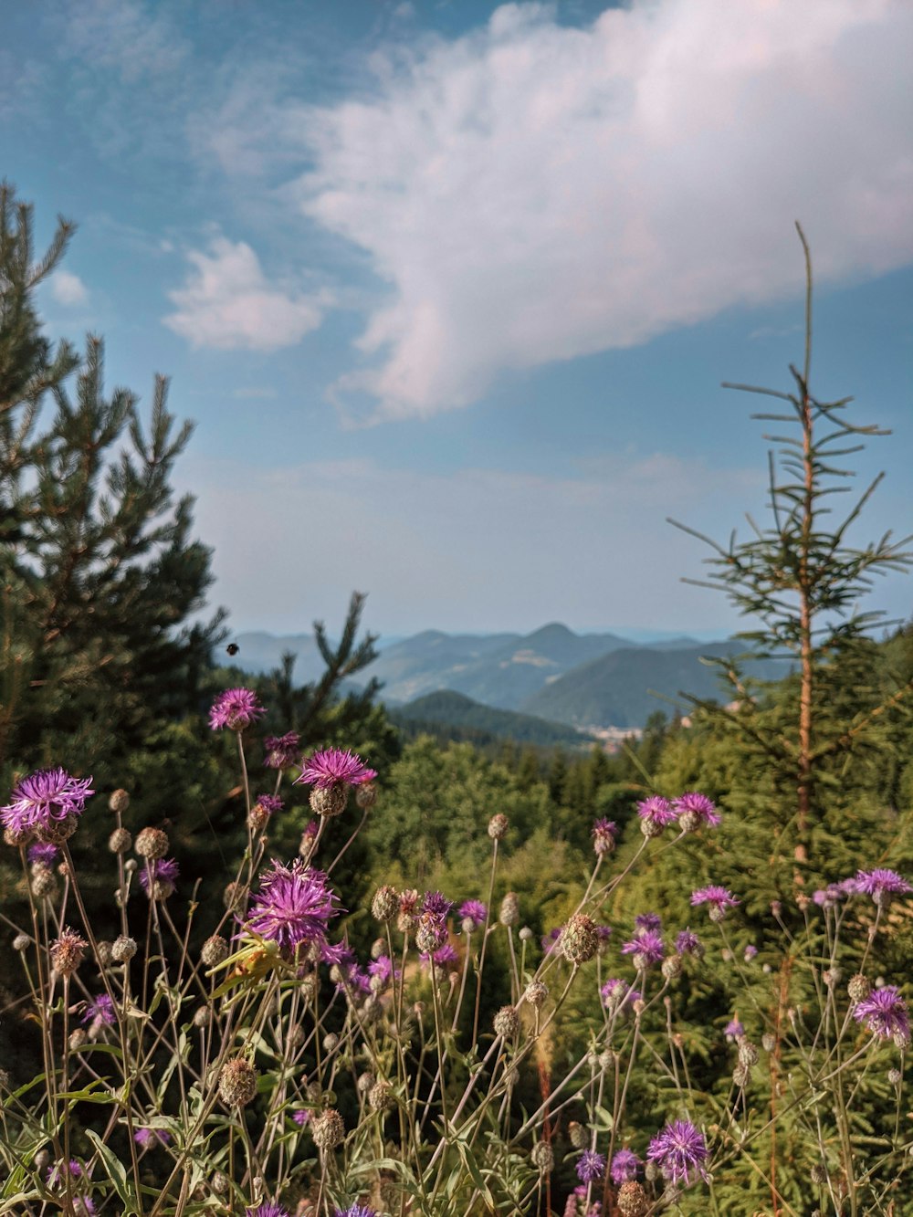 a field of wildflowers with mountains in the background