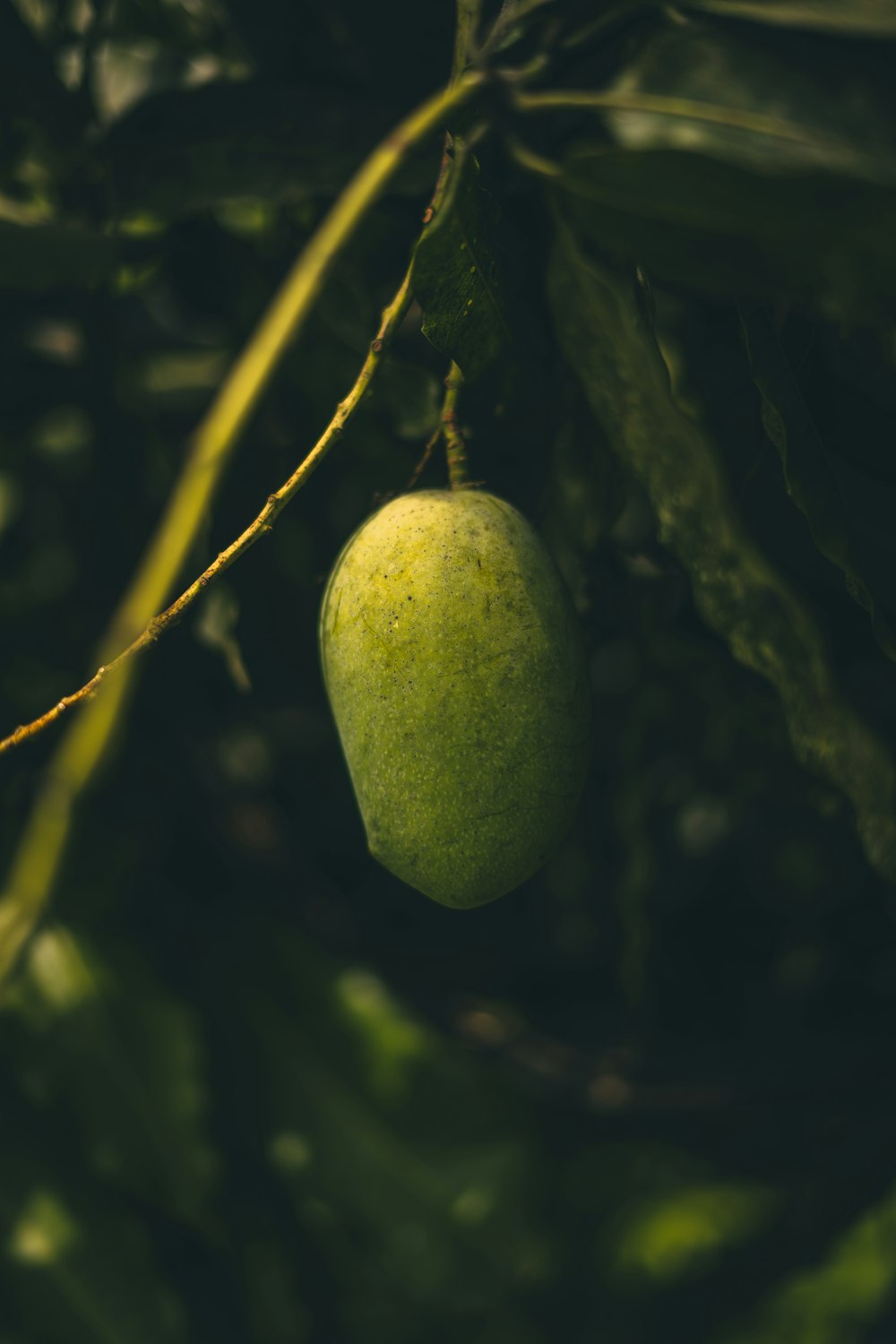 a green apple hanging from a tree branch