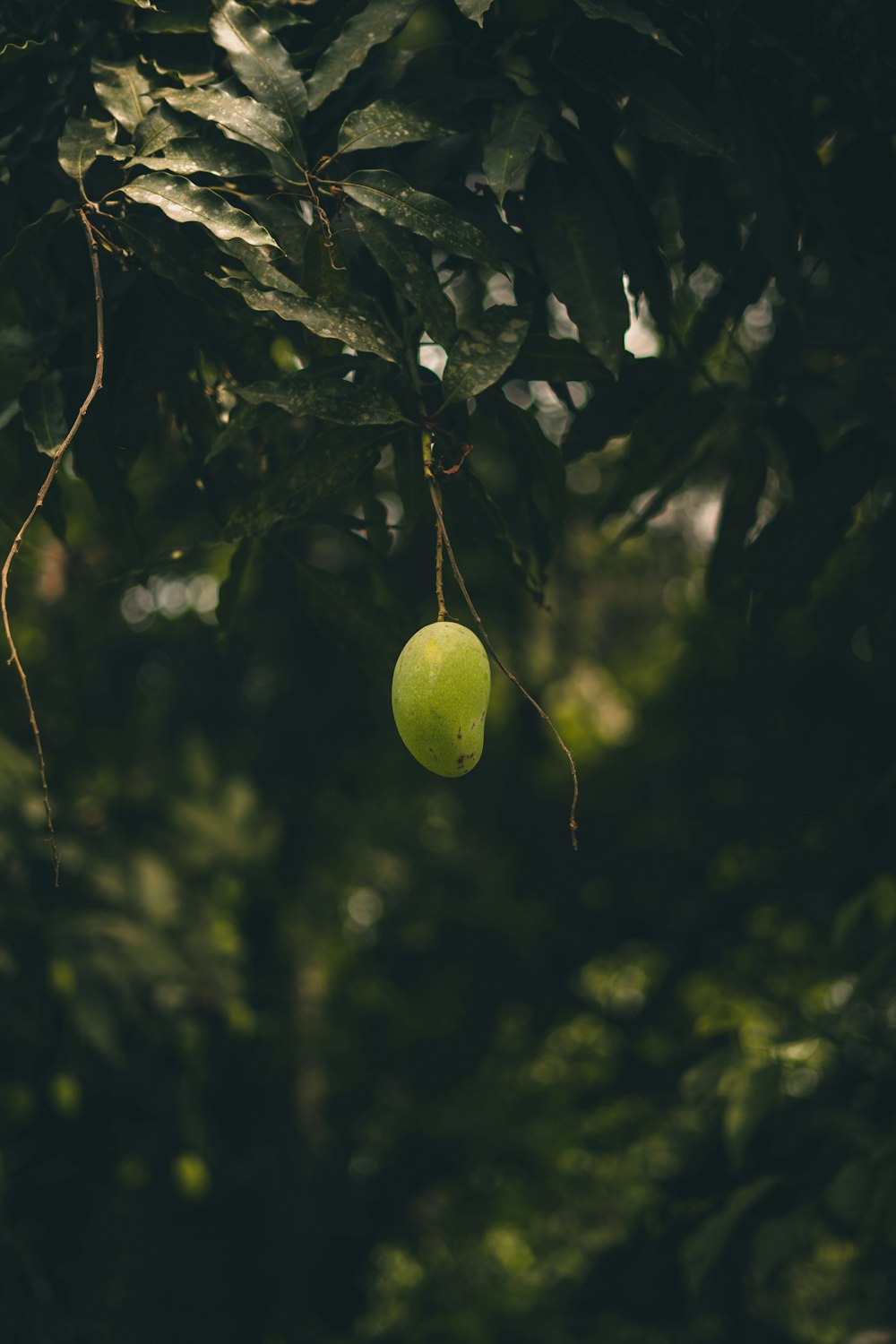 a green apple hanging from a tree in a forest