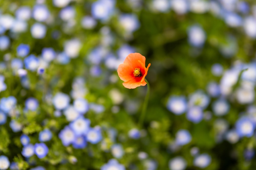 a single orange flower in a field of blue flowers