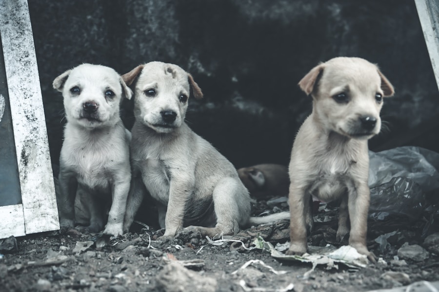 How to Find a Responsible Dog Breeder UK: Red Flags and Green Flags