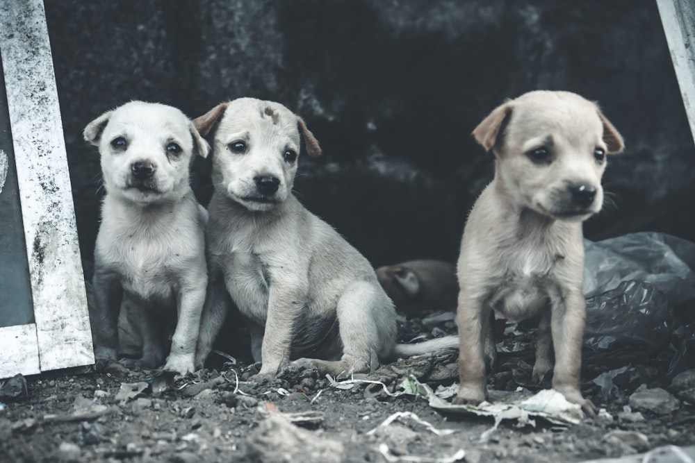 a group of three puppies sitting next to each other