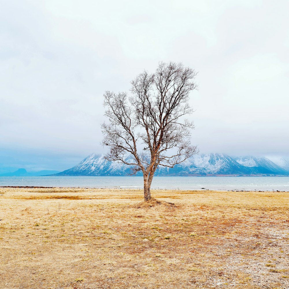 a lone tree in a field with mountains in the background