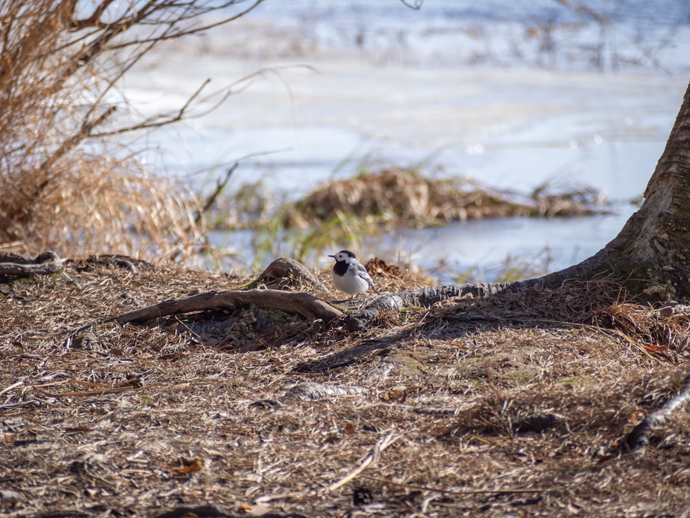 a couple of birds sitting on top of a dry grass field