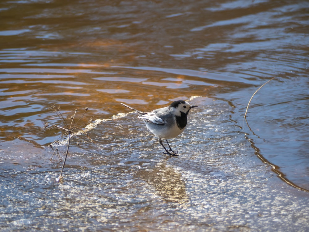 a small bird standing in a body of water