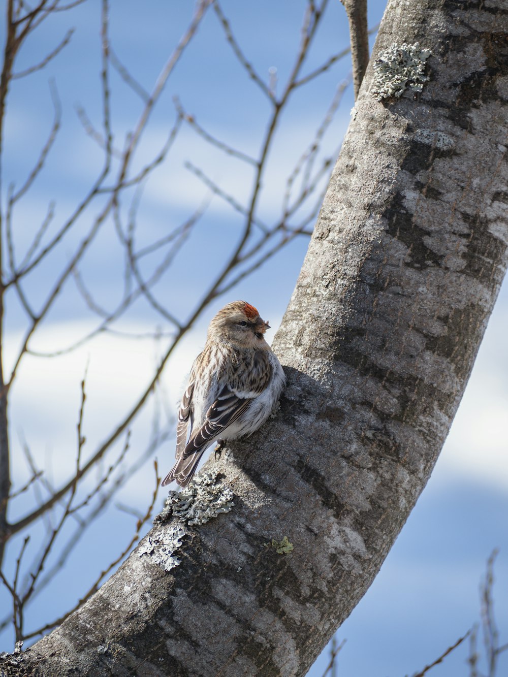 a small bird perched on a tree branch