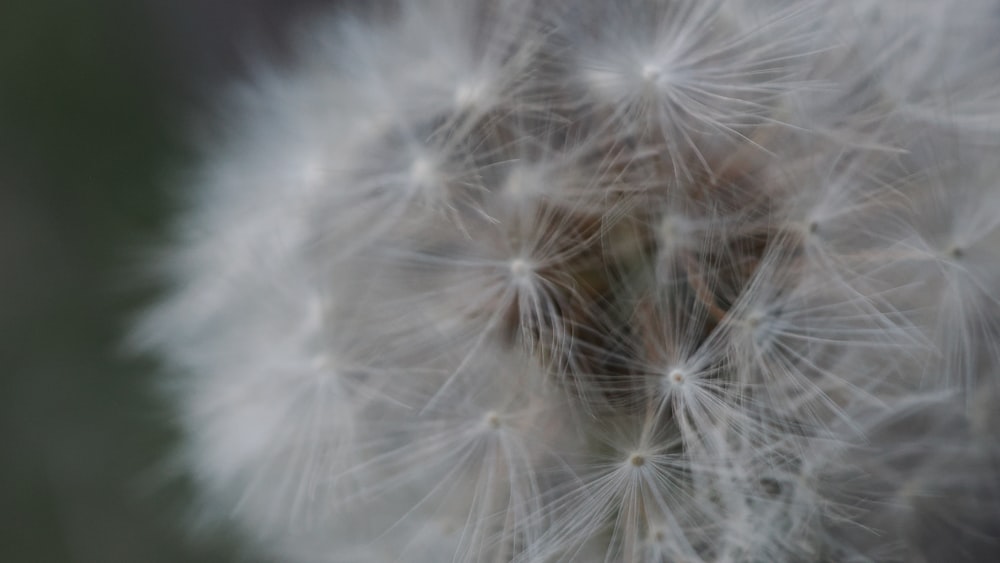 a close up of a dandelion with a blurry background