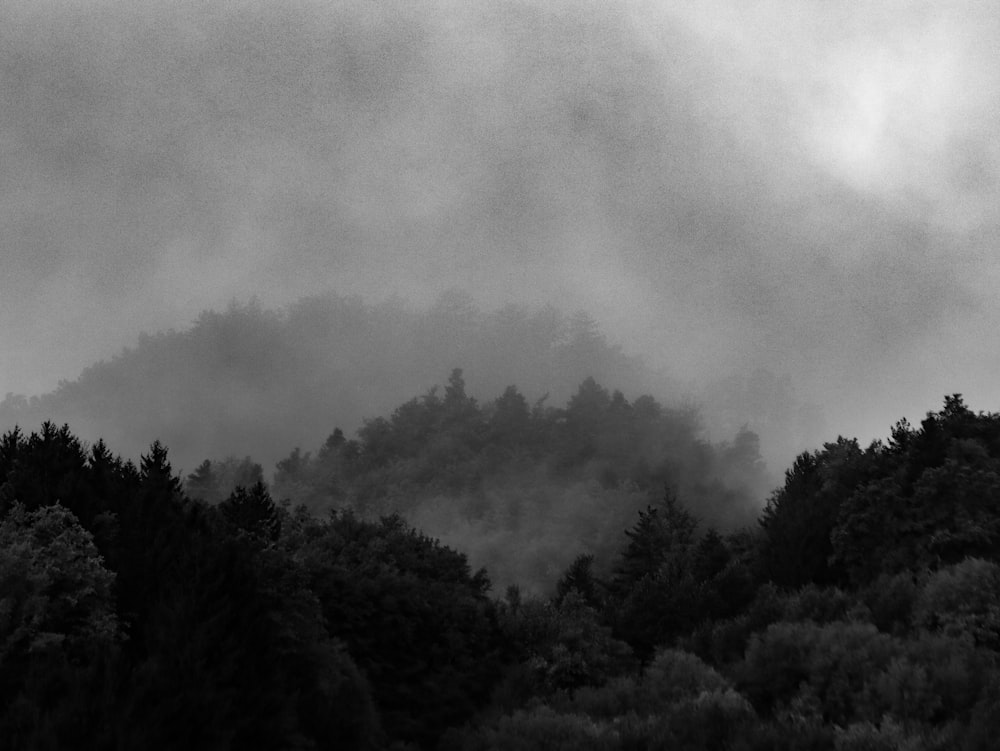 a black and white photo of a foggy forest