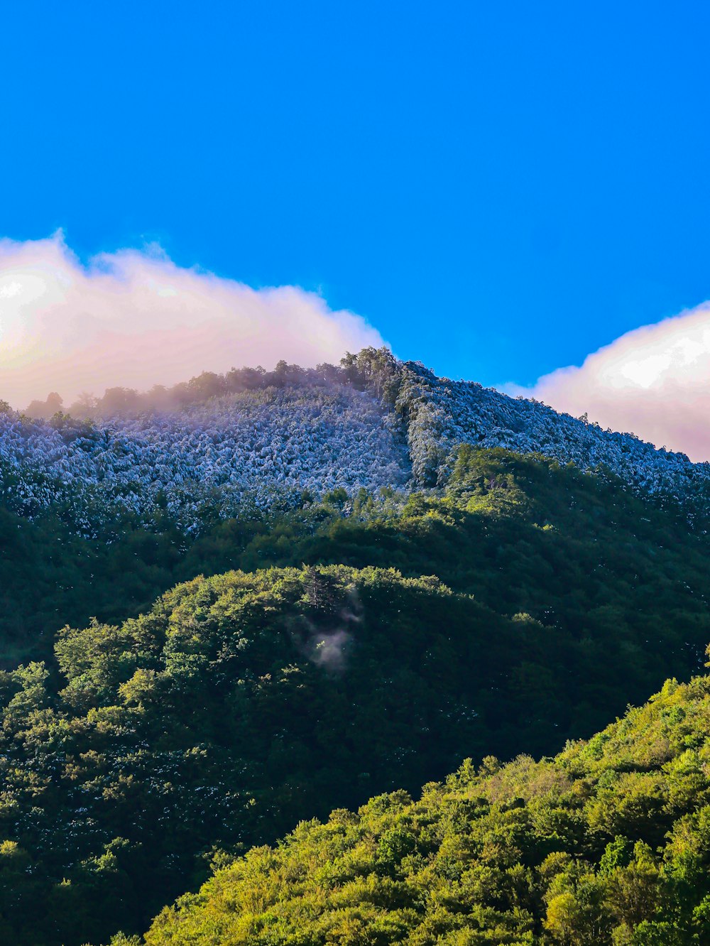 a mountain covered in trees and clouds with a blue sky