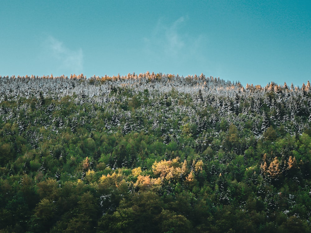 a mountain covered in lots of trees under a blue sky