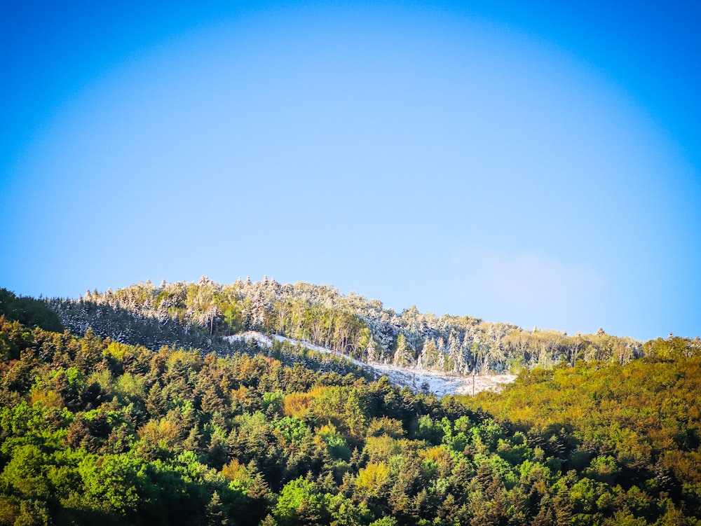 a mountain covered in lots of trees under a blue sky