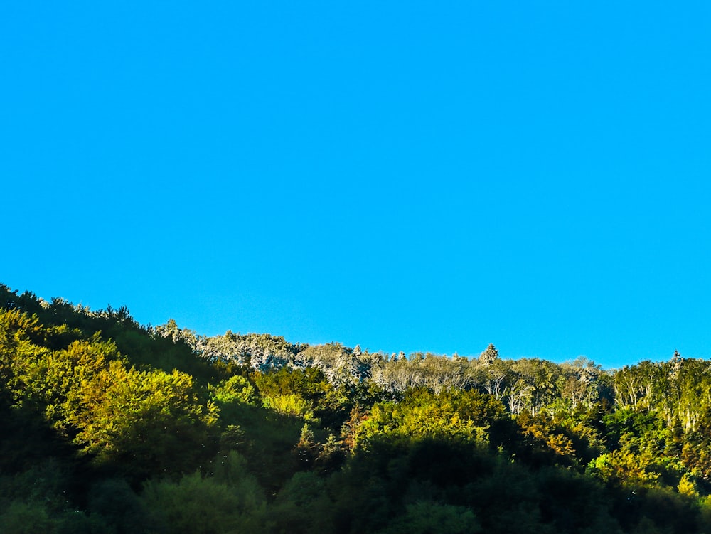 a plane flying over a lush green forest under a blue sky