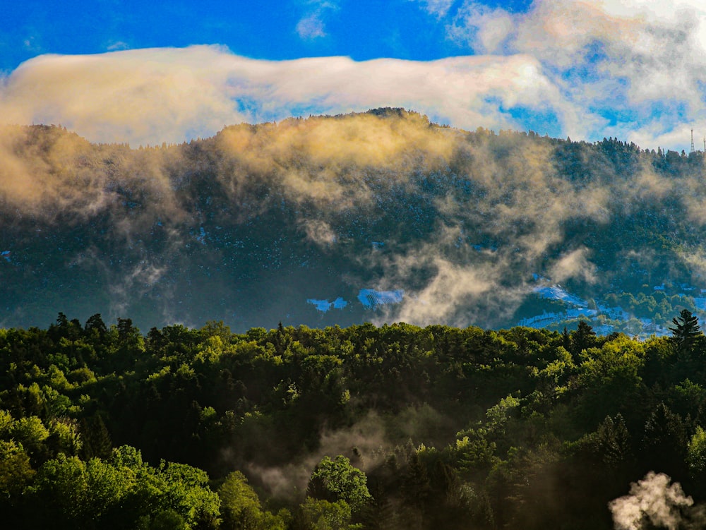 a scenic view of a forest with a mountain in the background