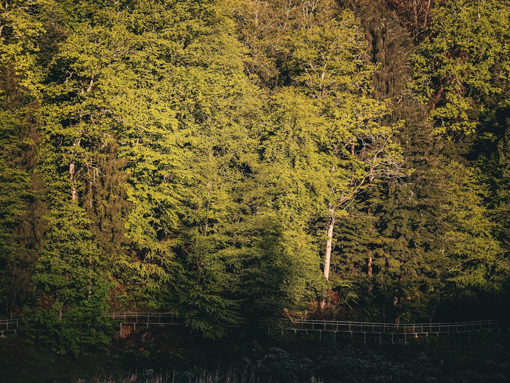 a forest filled with lots of green trees