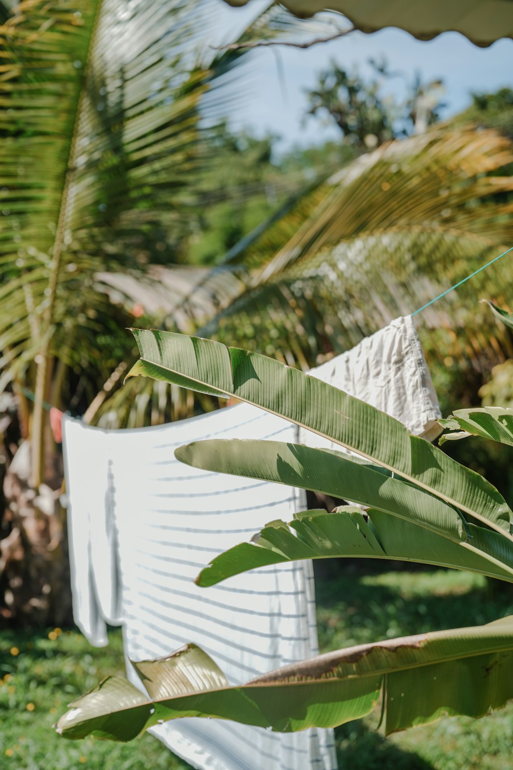 a banana tree in front of a white wall