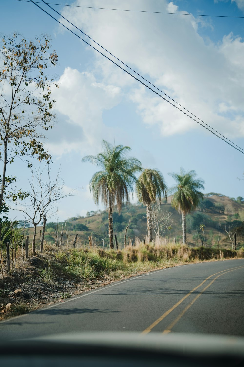 a view of a road with palm trees on the side