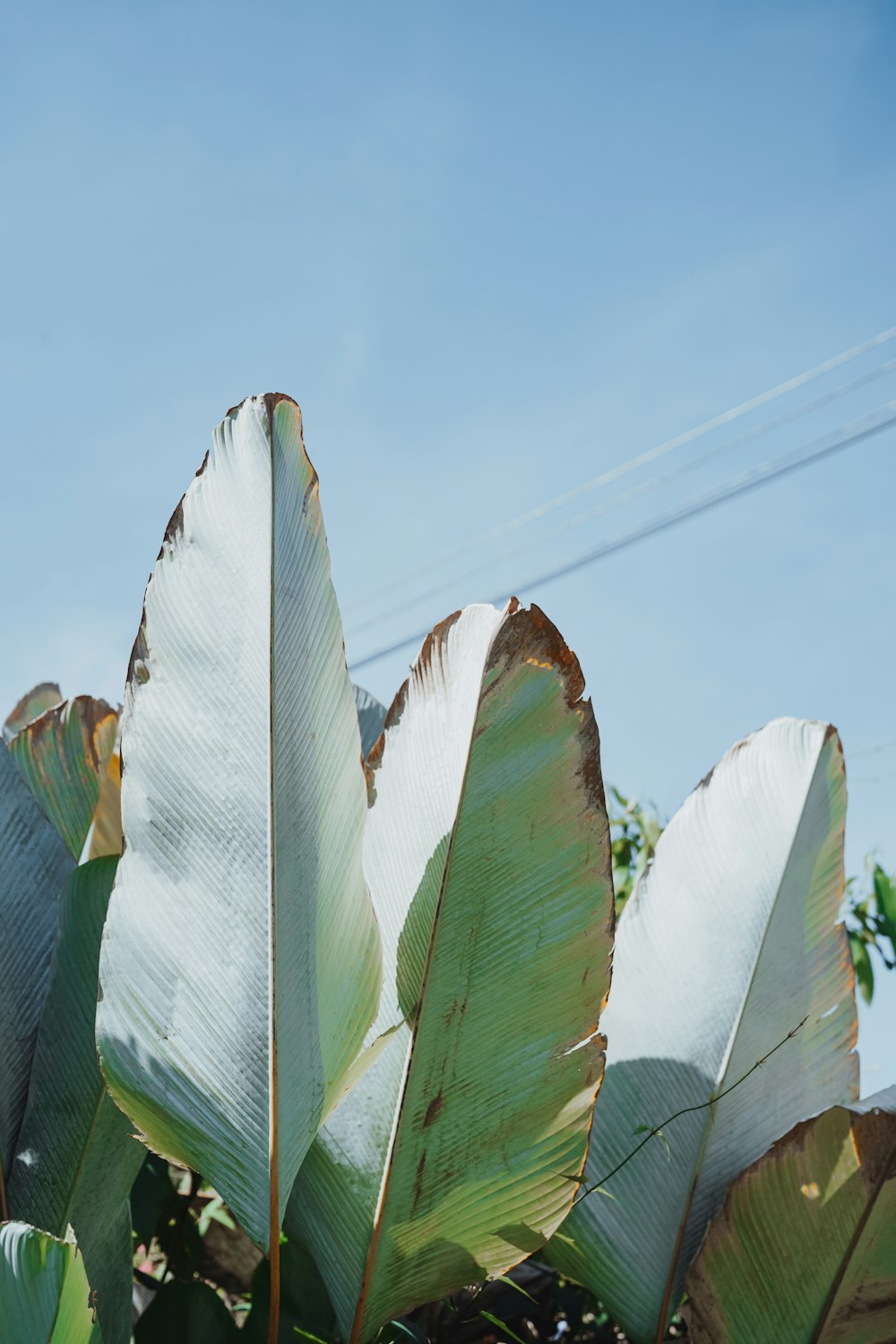 a large banana plant with a blue sky in the background