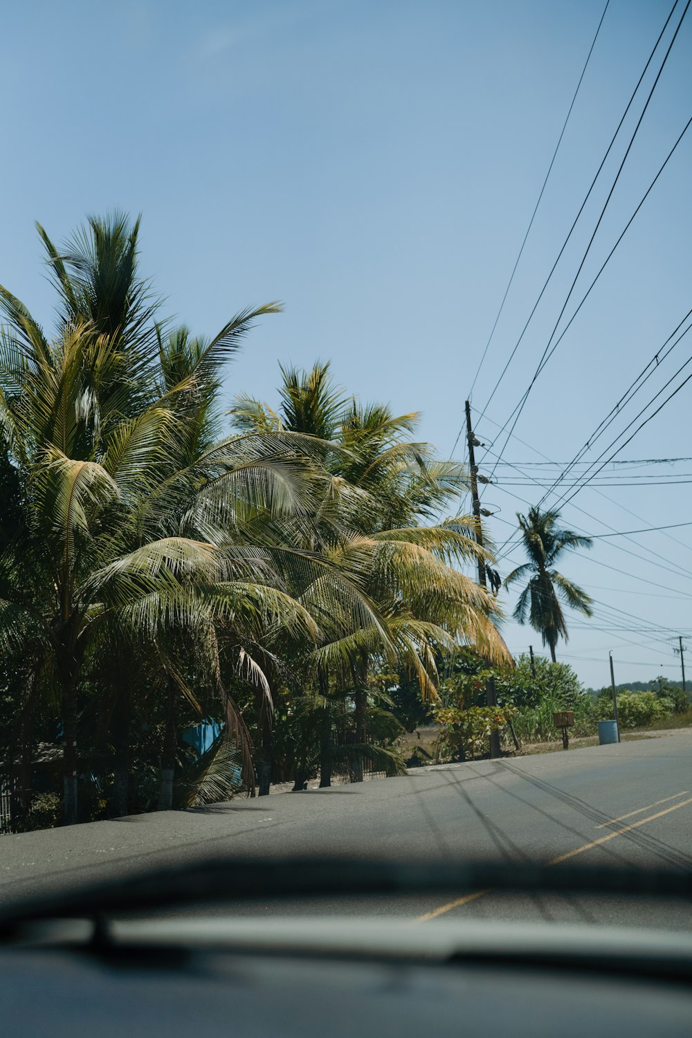 a view of palm trees from inside a car
