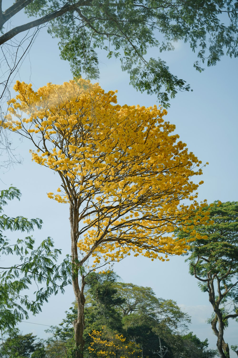 a tree with yellow flowers in the middle of a forest
