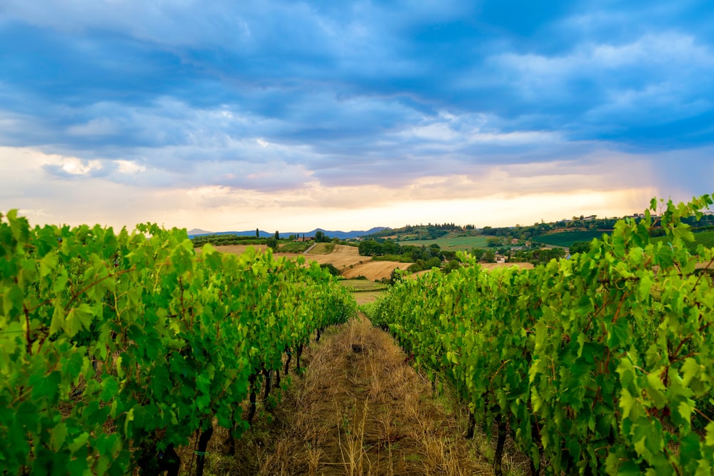 a row of green vines in a field under a cloudy sky