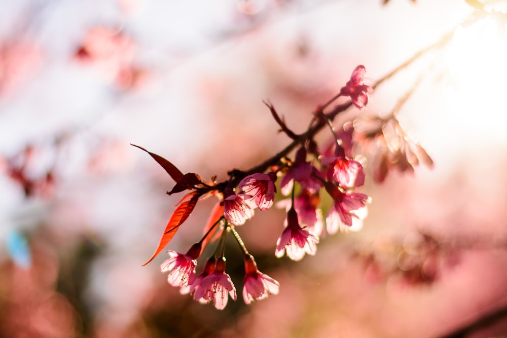 um galho de uma árvore com flores cor-de-rosa