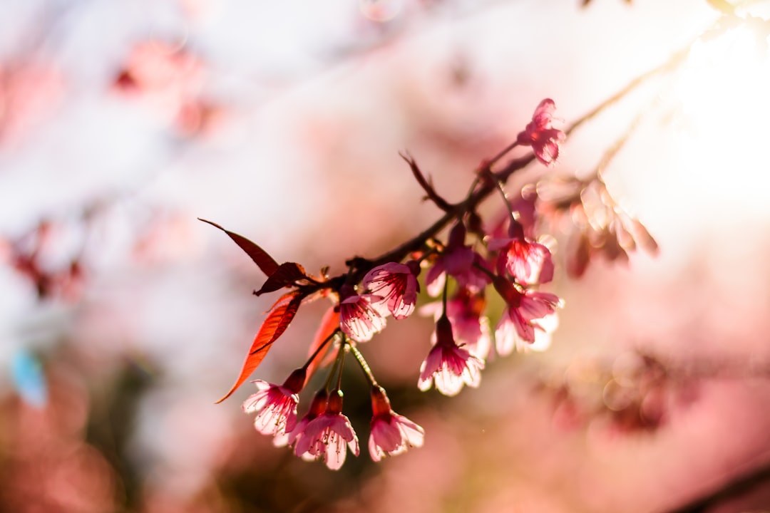 a branch of a tree with pink flowers,
