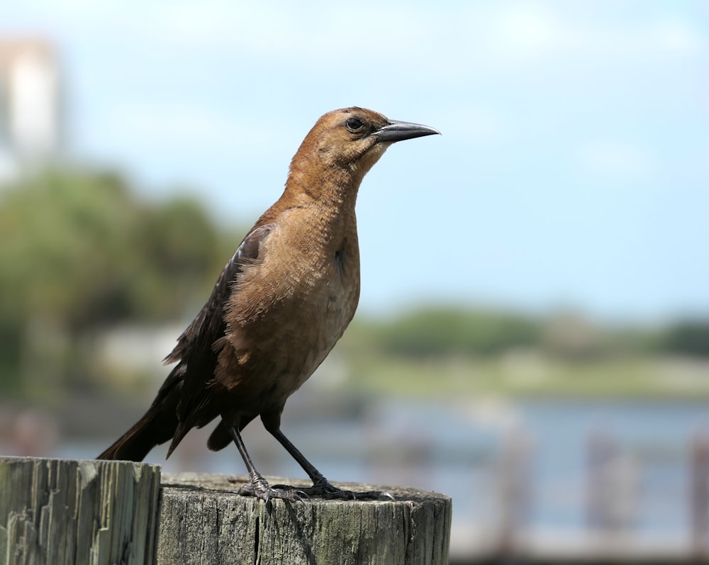 un uccello marrone seduto in cima a un palo di legno
