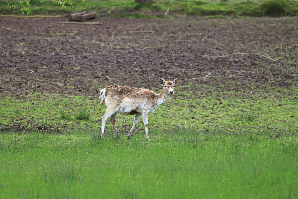 un ciervo parado en un campo de hierba verde