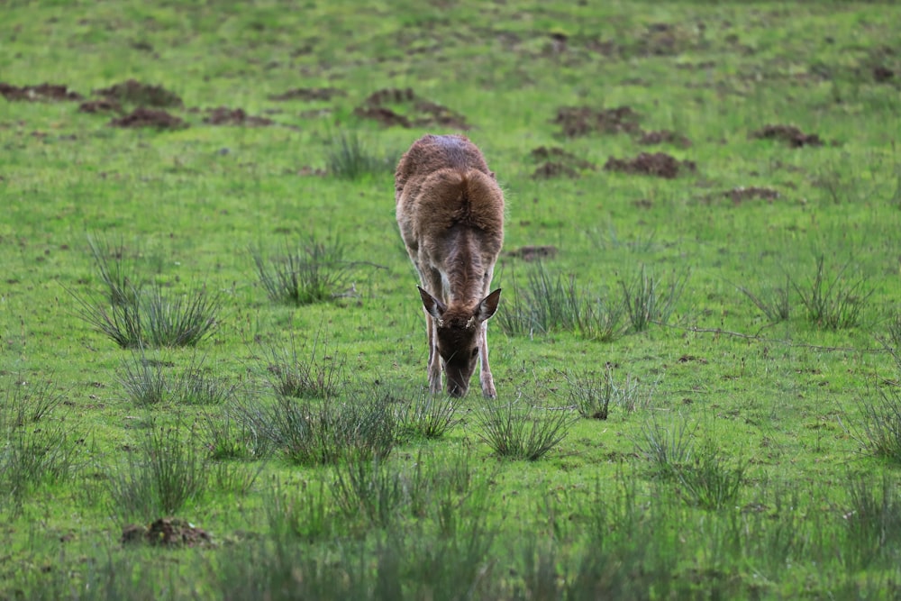 a brown horse grazing on a lush green field