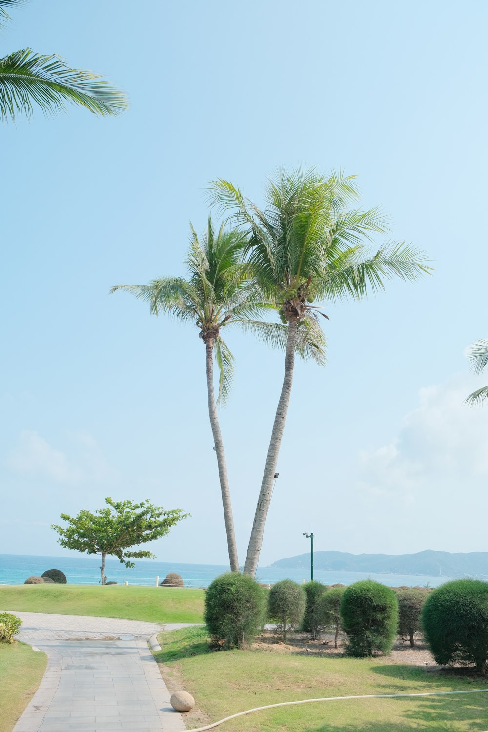 two palm trees on the side of a road